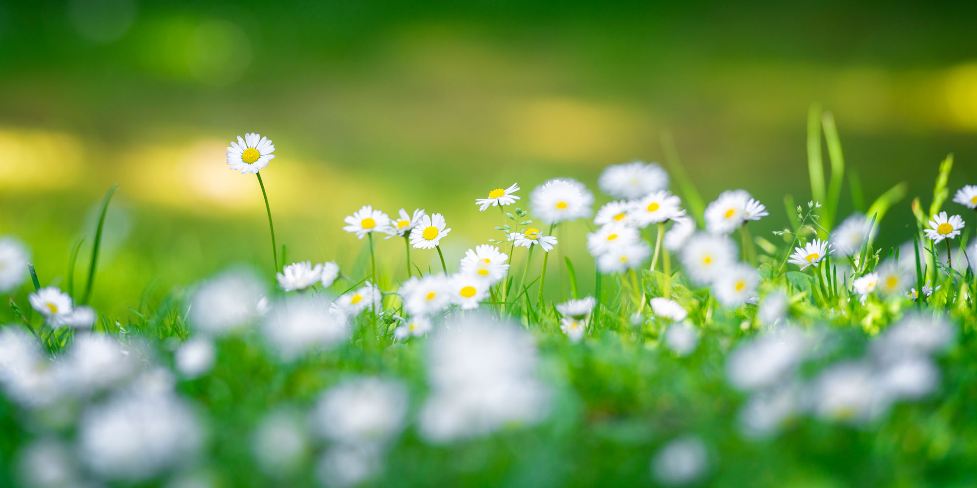 Daisies
