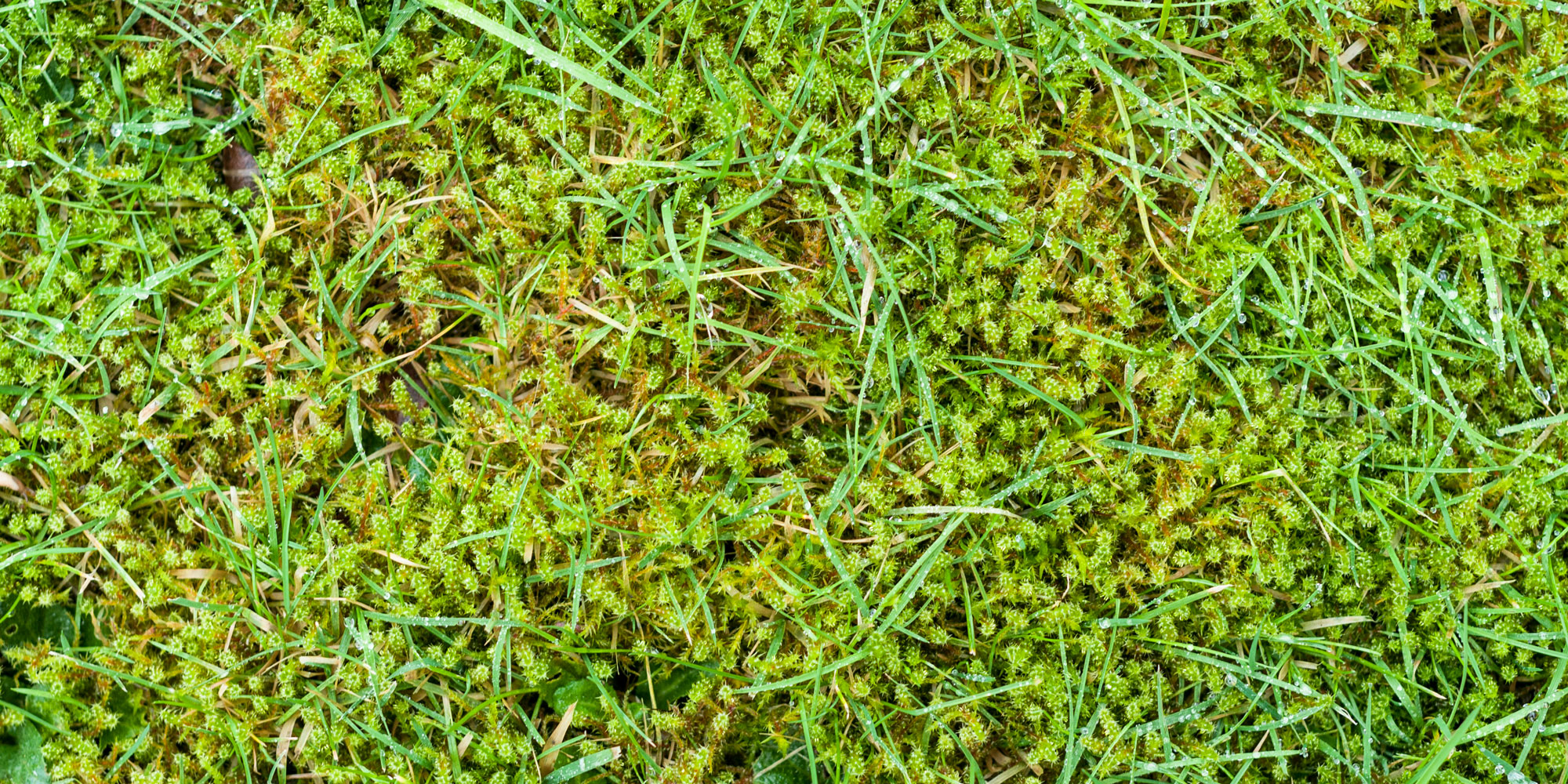 Moss
